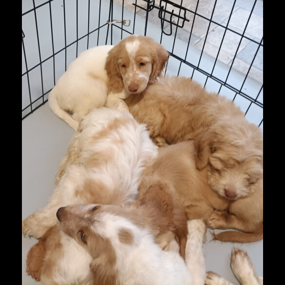 Cockapoo