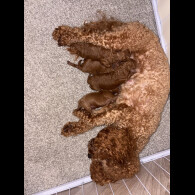 Cockapoo