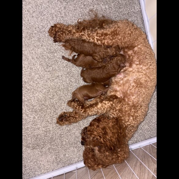 Cockapoo