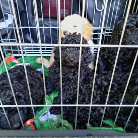 Cockapoo - Dogs