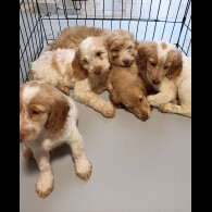 Cockapoo