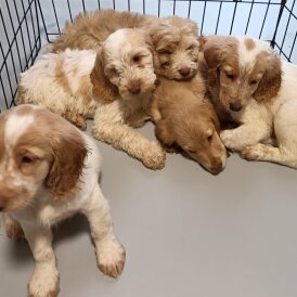 Cockapoo