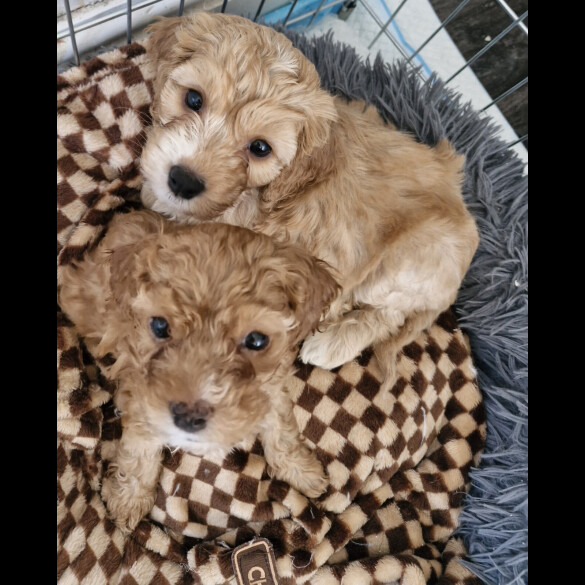 Cockapoo