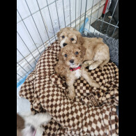 Cockapoo