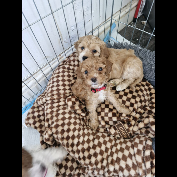 Cockapoo