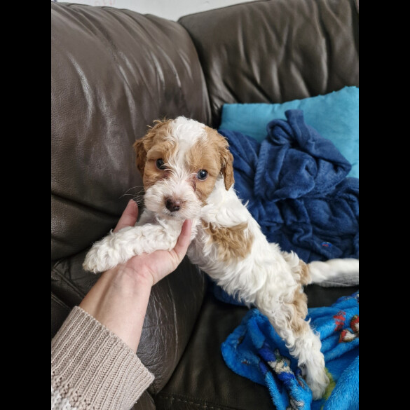 Cockapoo