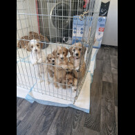 Cockapoo