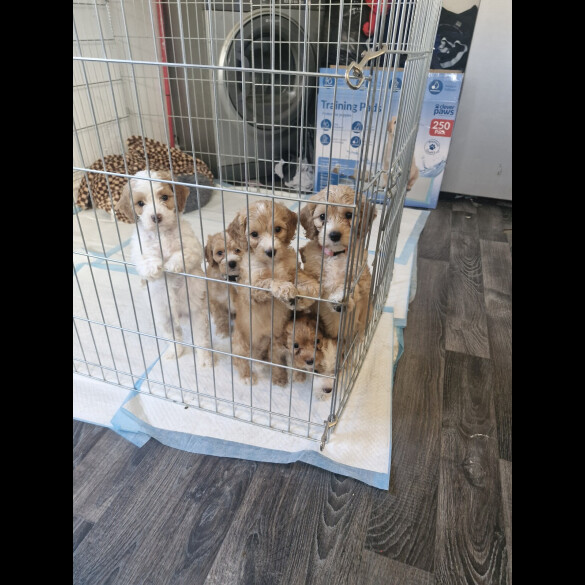 Cockapoo