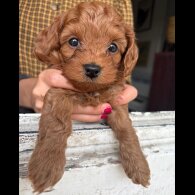 Cockapoo