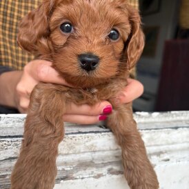 Cockapoo