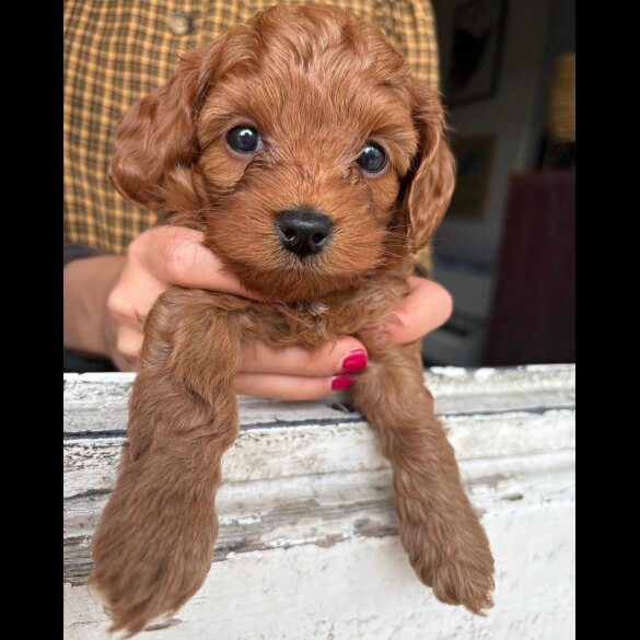 Cockapoo