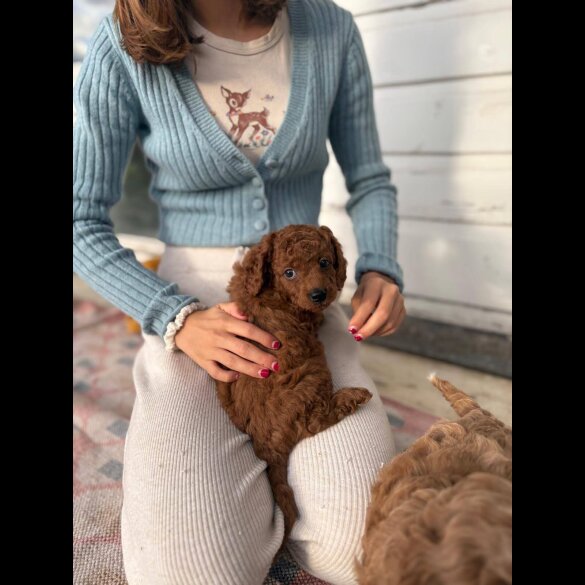 Cockapoo