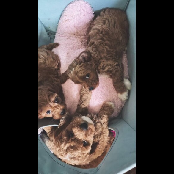 Cockapoo