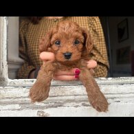 Cockapoo
