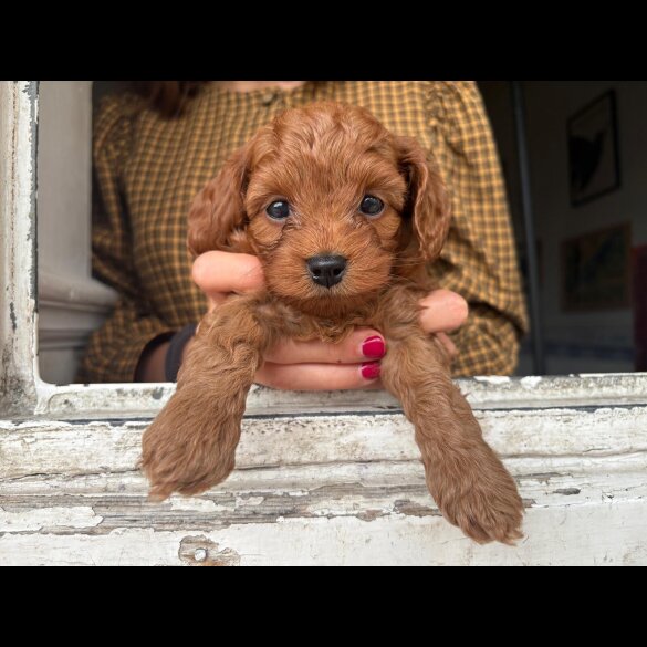 Cockapoo