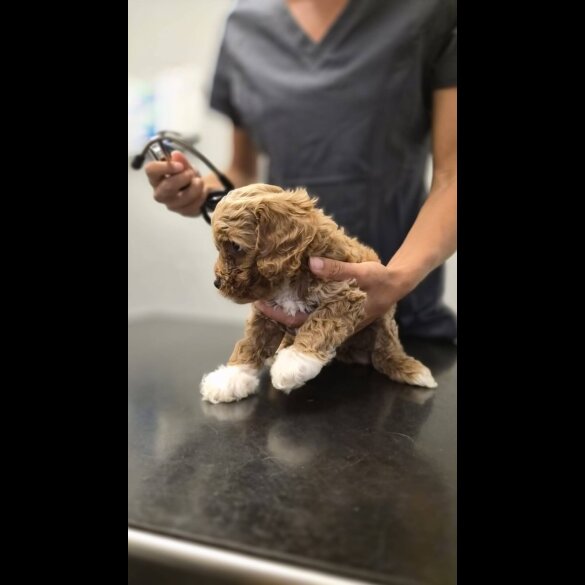 Cockapoo