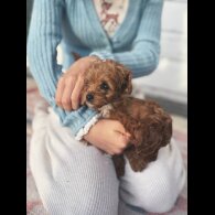 Cockapoo