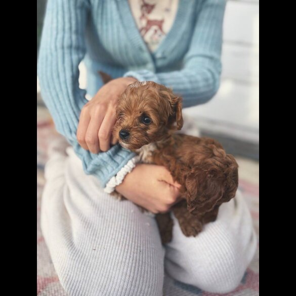 Cockapoo