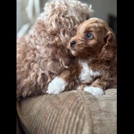 Cockapoo