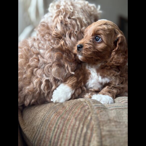 Cockapoo