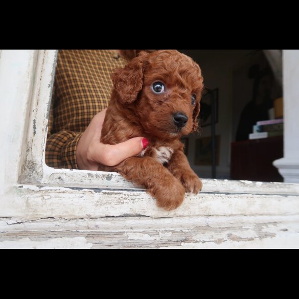 Cockapoo
