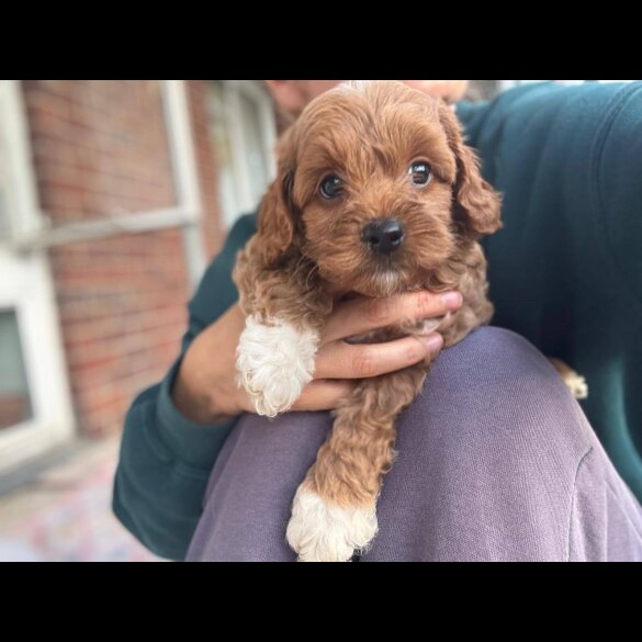 Cockapoo