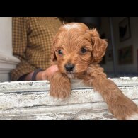 Cockapoo