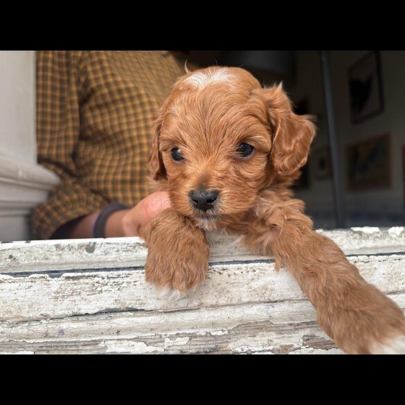Cockapoo