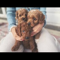 Cockapoo