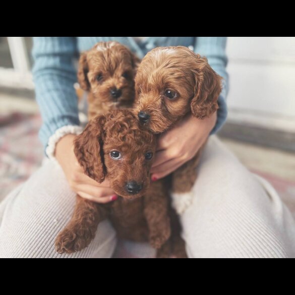 Cockapoo