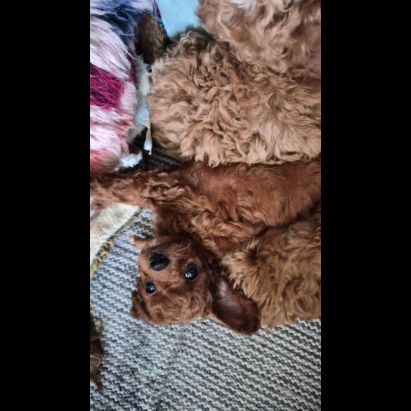 Cockapoo
