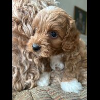 Cockapoo