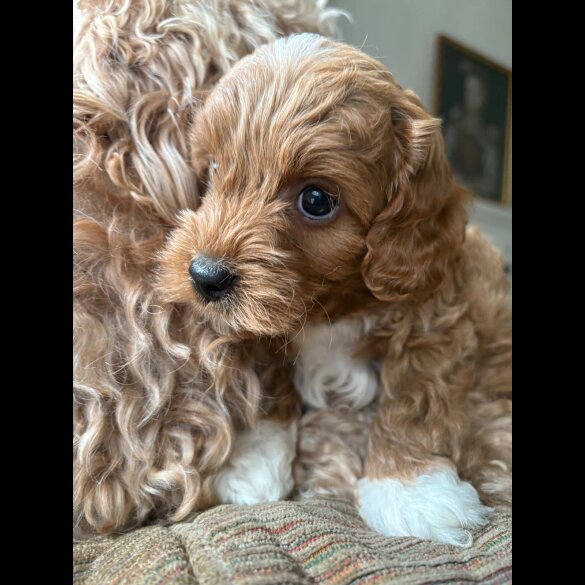 Cockapoo