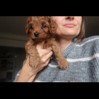 Cockapoo