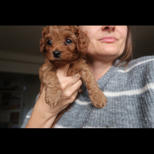 Cockapoo