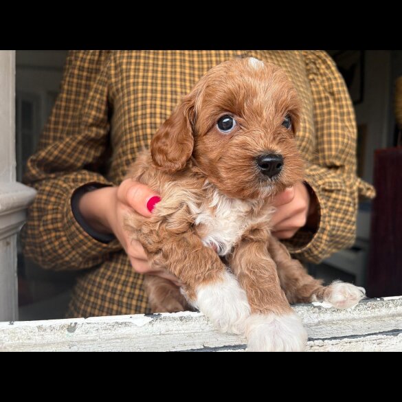 Cockapoo