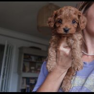 Cockapoo