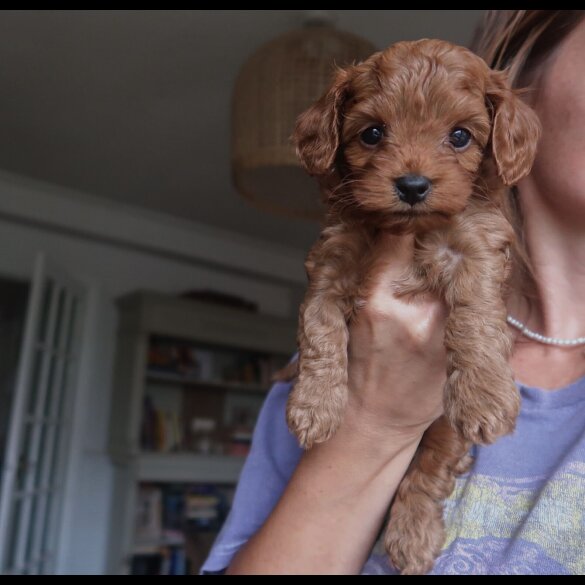 Cockapoo