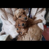 Cockapoo