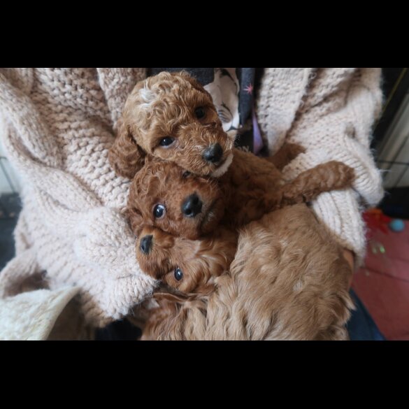 Cockapoo