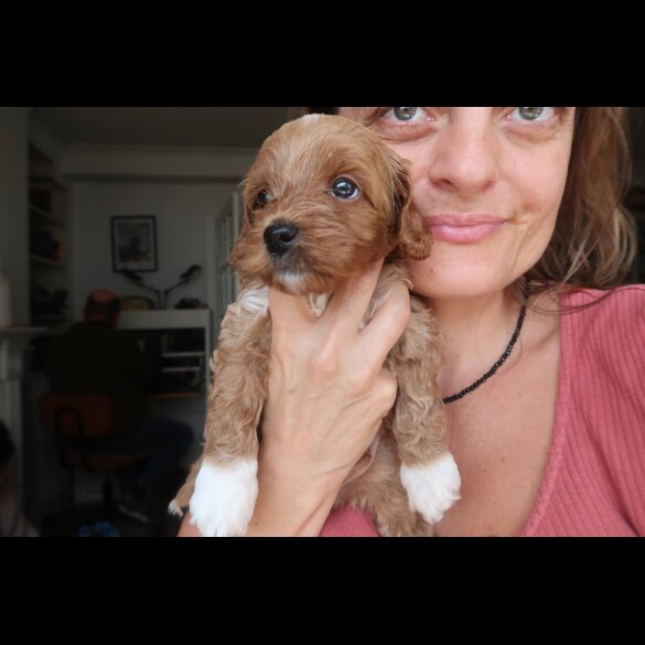 Cockapoo