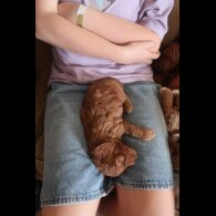 Cockapoo