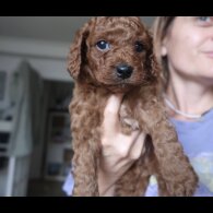 Cockapoo