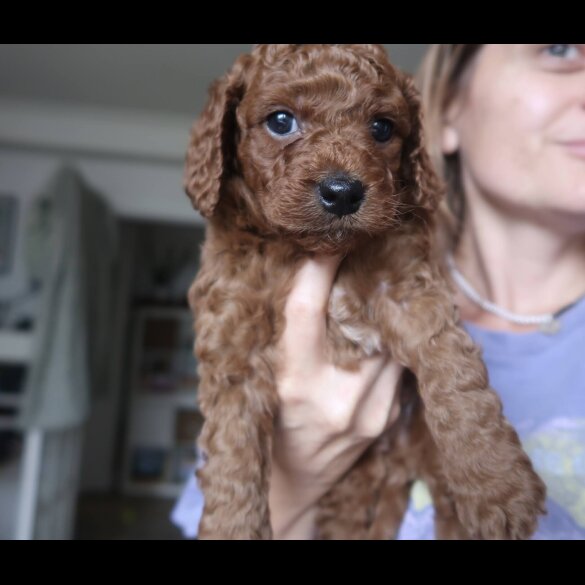 Cockapoo
