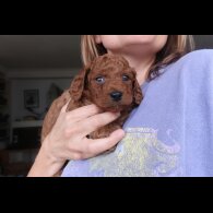 Cockapoo