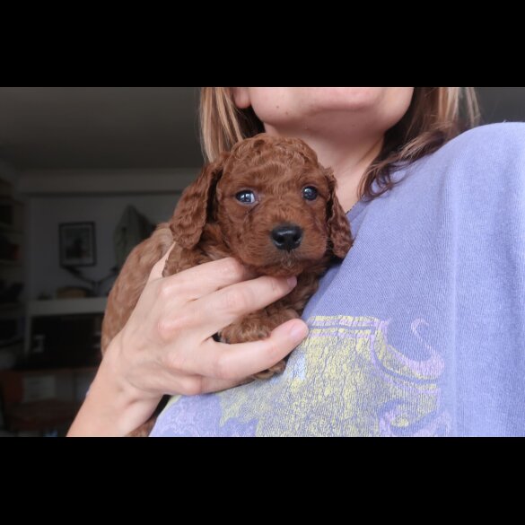 Cockapoo