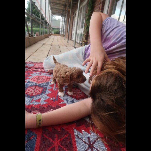 Cockapoo