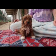 Cockapoo