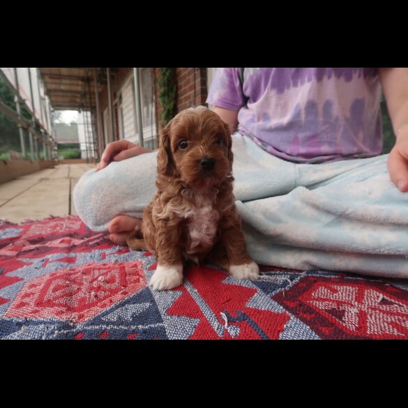 Cockapoo