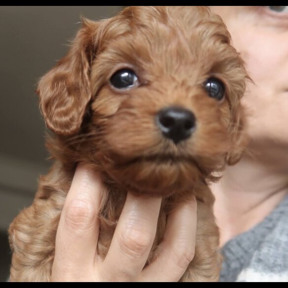 Cockapoo